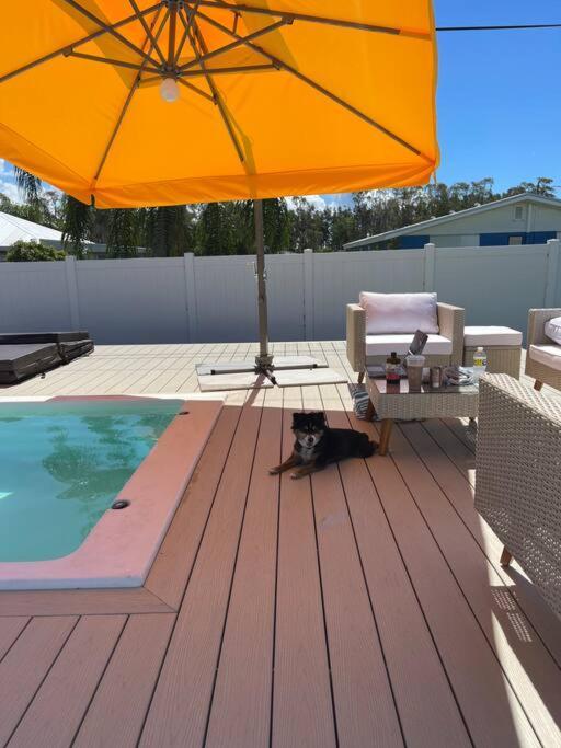 New Dog Paradise - Near The Beach Img & Downtown Bradenton Exterior photo